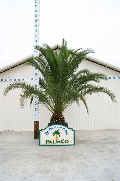 favorite this post Jan 13 <strong>Canary</strong> Island Date <strong>Palm Tree</strong> $0 (mlb > Indian Harbour Beach) pic 165. . Canary palm trees price list